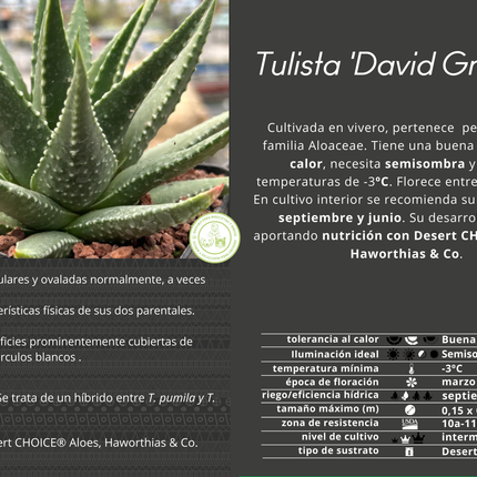 Tulista 'David Grisbby' (T. pumila x T. marginata)