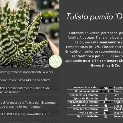 Tulista pumila 'Donuts'