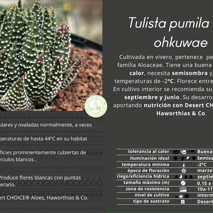Tulista pumila 'Ohkuwae'