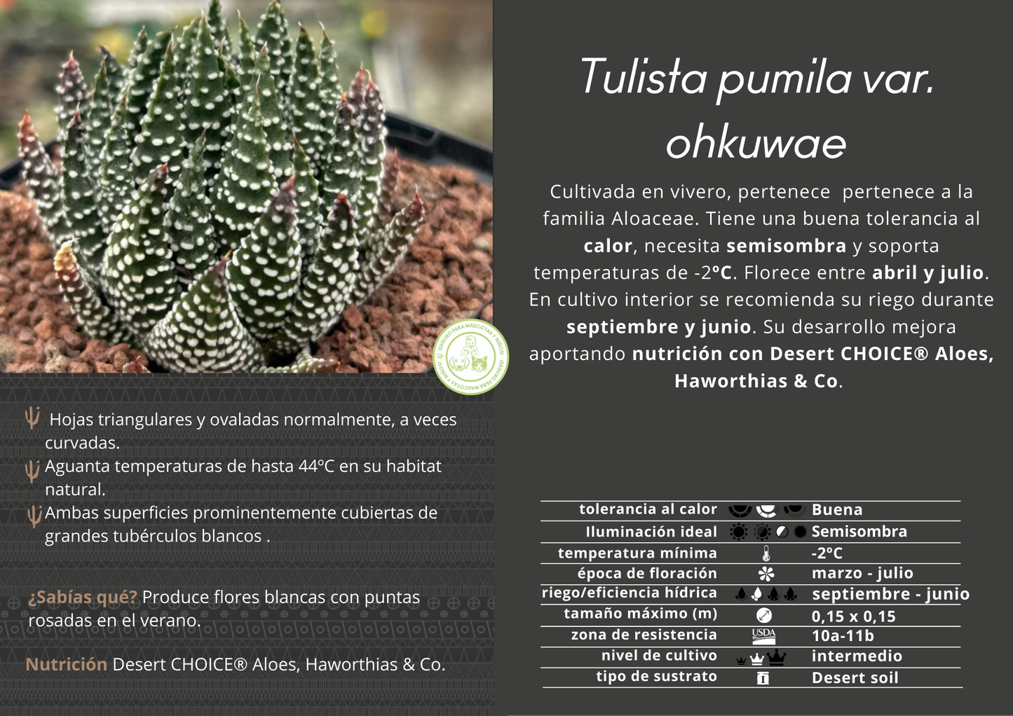 Tulista pumila 'Ohkuwae'