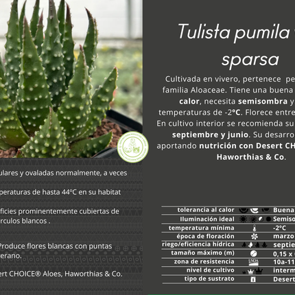 Tulista pumila var. sparsa