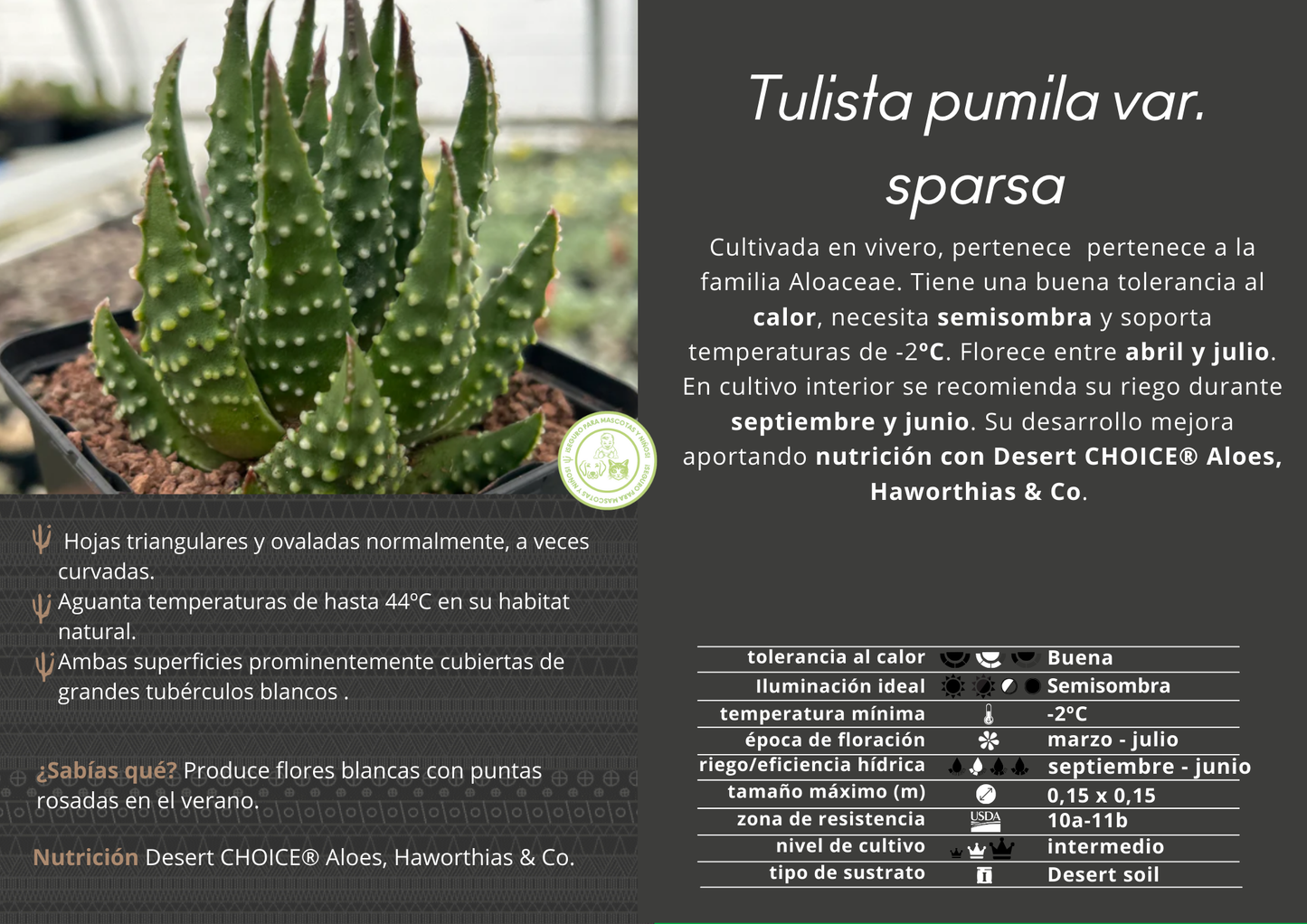 Tulista pumila var. Sparsa