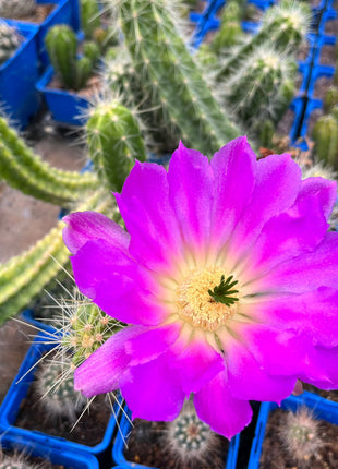 Echinocereus stramineus