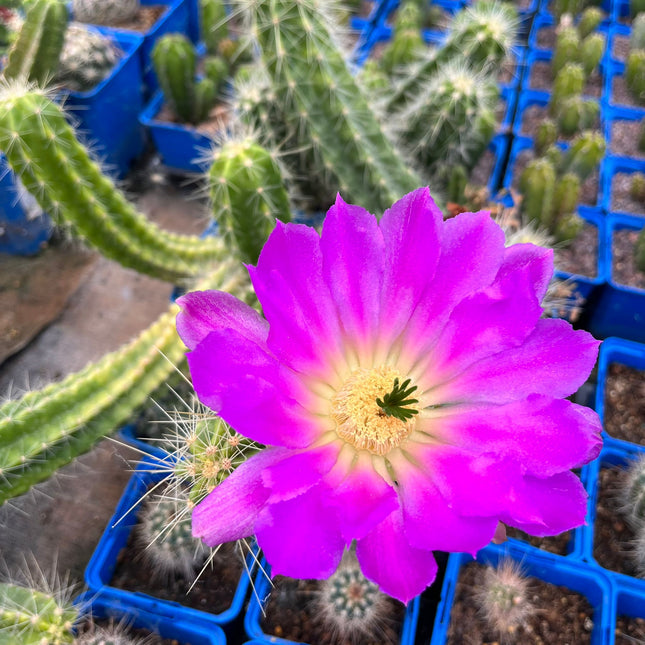 Echinocereus stramineus