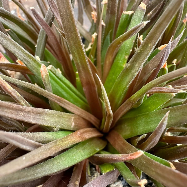 Haworthia angustifolia var. sehr hoch