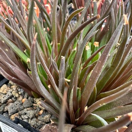 Haworthia angustifolia var. very high