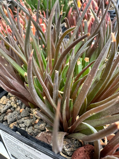Haworthia angustifolia var. altissima