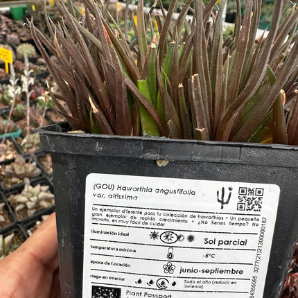 Haworthia angustifolia var. very high