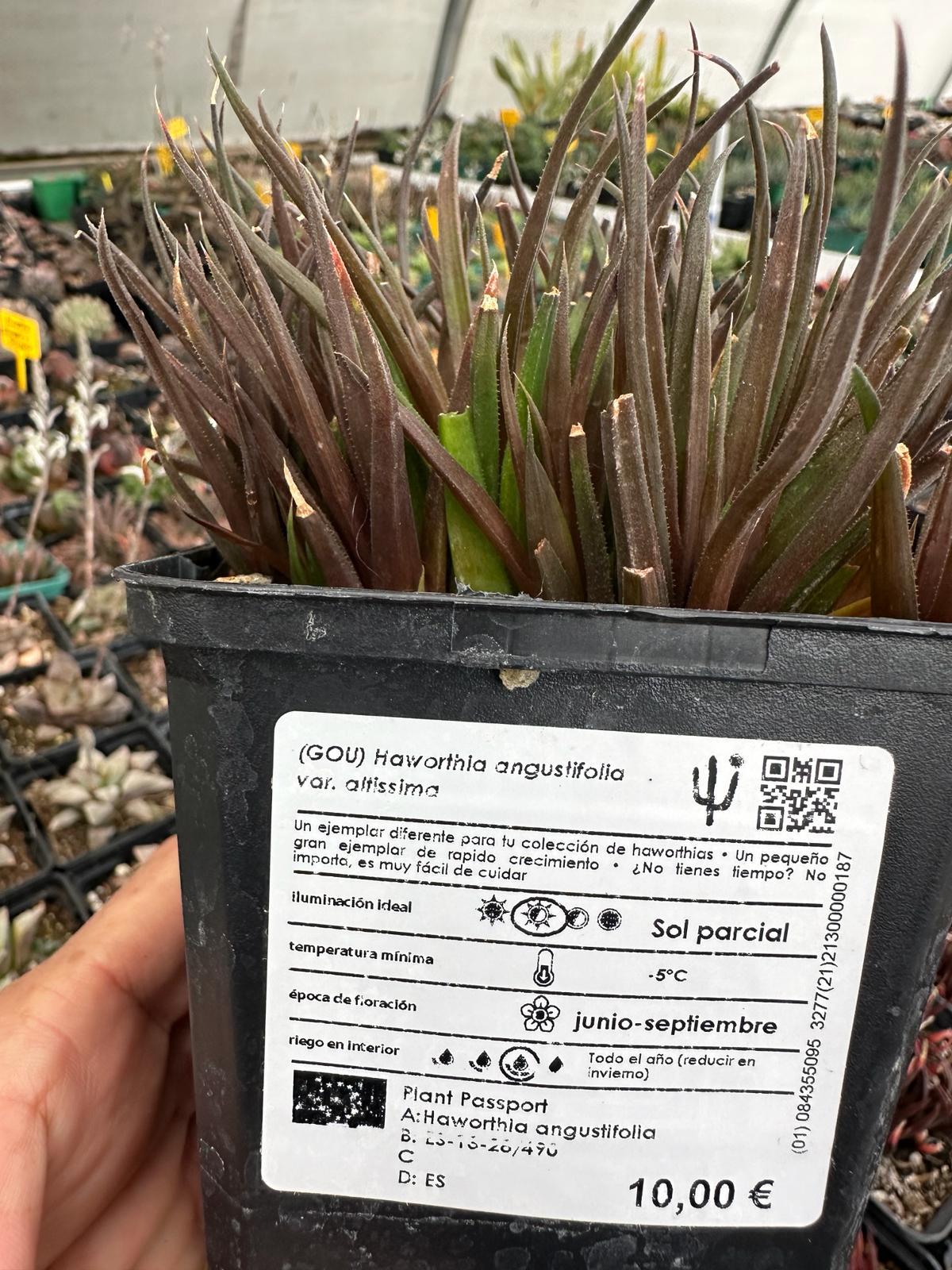 haworthia angustifolia var. altissima Haworthia angustifolia var. very high – DesertSTORE.es