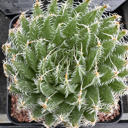 Haworthia batteniae