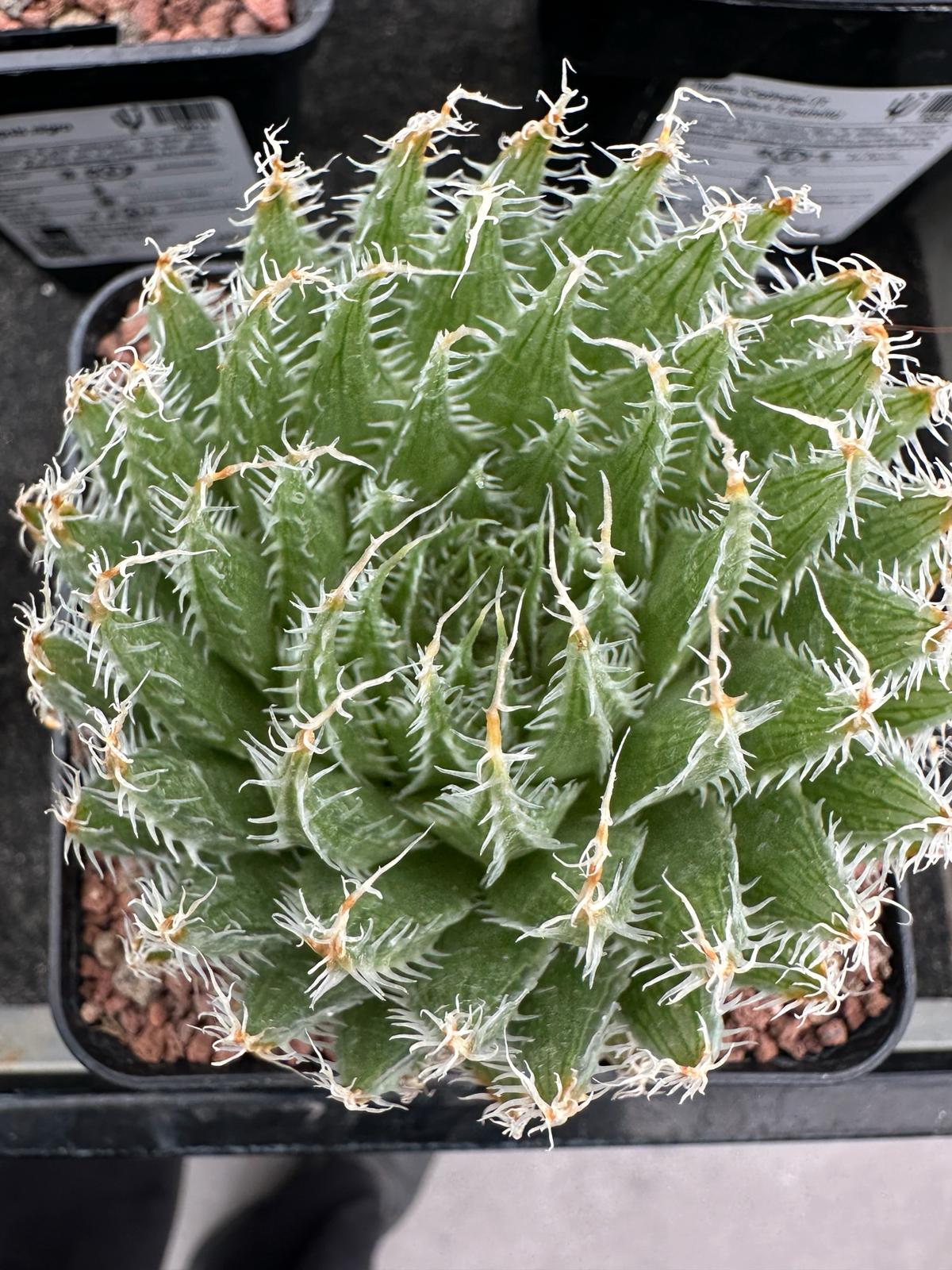 Haworthia batteniae