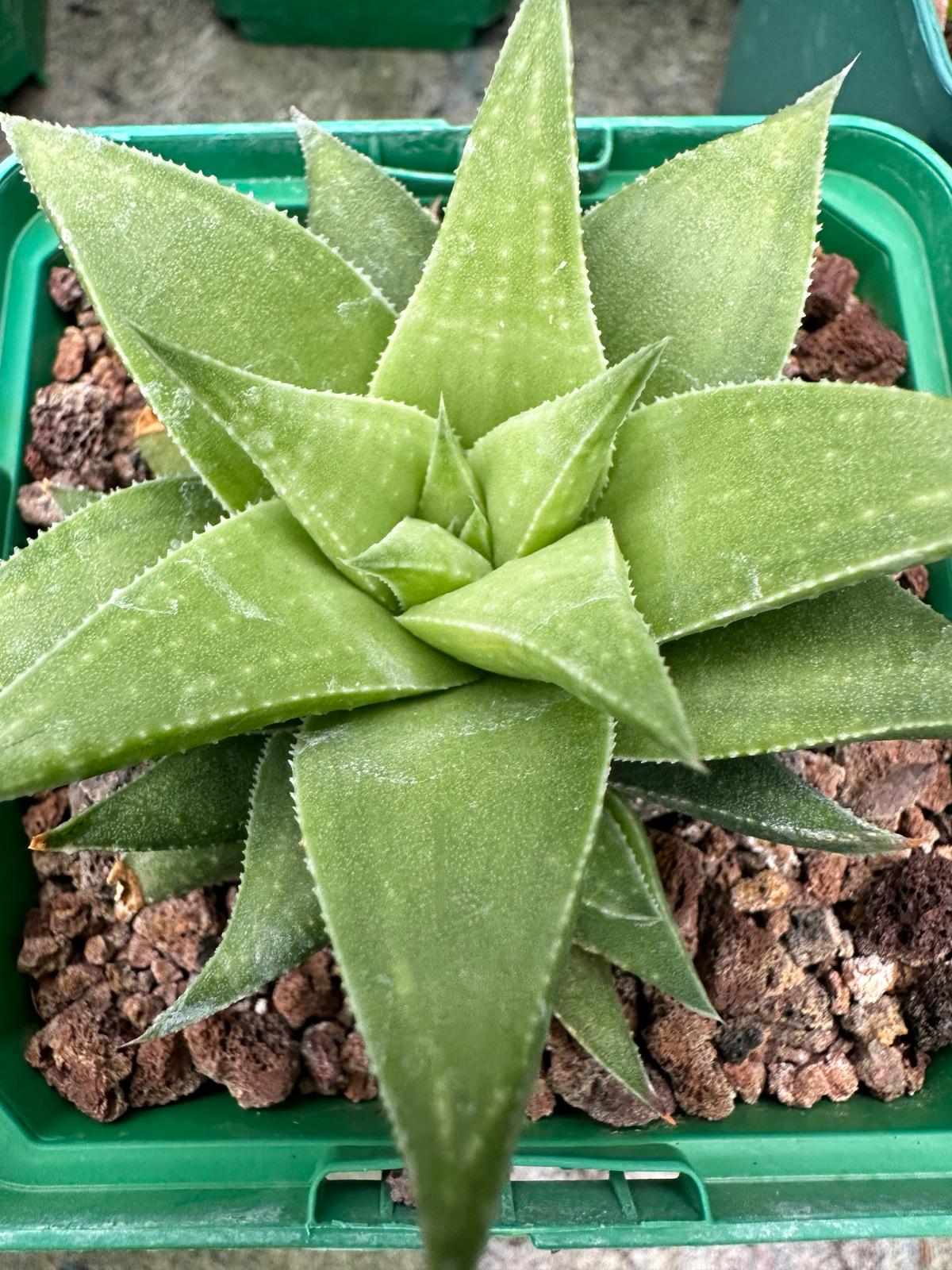 Haworthia angustifolia var. baylissii