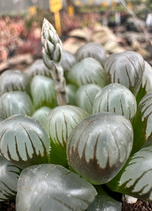 Haworthia ikra 'Yamada black' (H. cooperi var. truncata)