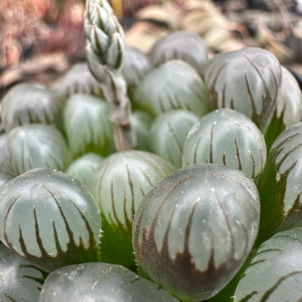 Haworthia ikra 'Yamada black'(H. cooperi var. truncata )