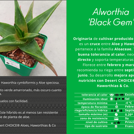 x Alworthia 'Black gem'