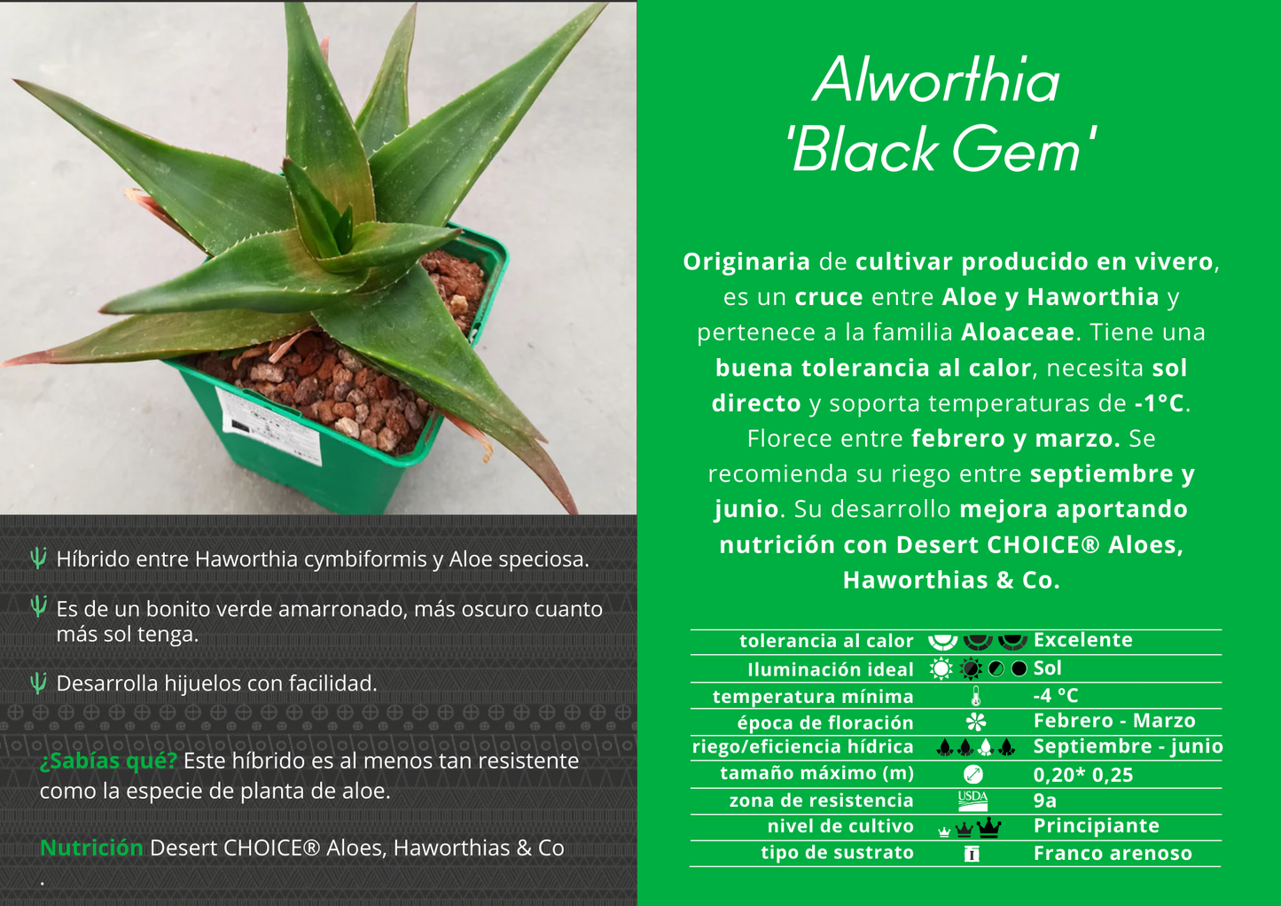 x Alworthia 'Black gem'