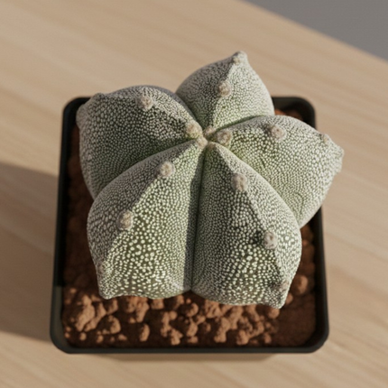 Astrophytum myriostigma