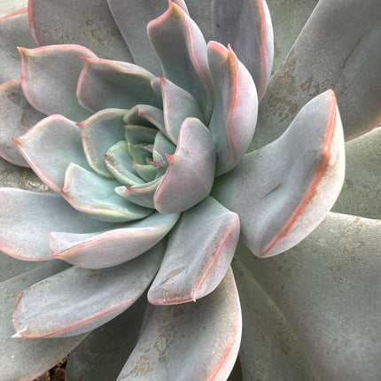 Echeveria runyonii