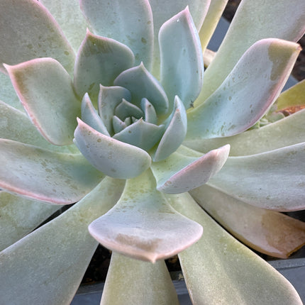 Echeveria subalpina | La roseta de las alturas