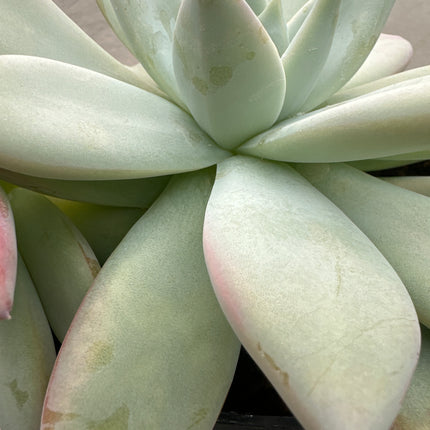 Echeveria colorata 'Mexican Giant' | La joya del tejado gigante