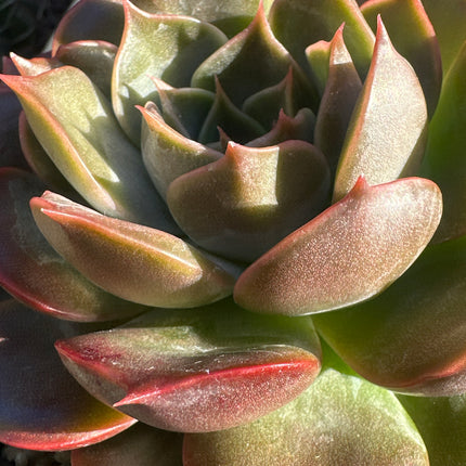 Echeveria 'Penelope'| La Dama de tonos bronce
