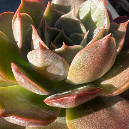 Echeveria 'Penelope'| La Dama de tonos bronce