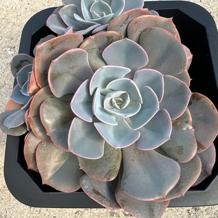 Echeveria 'Pink Diamond' |Echeveria Diamante Rosa