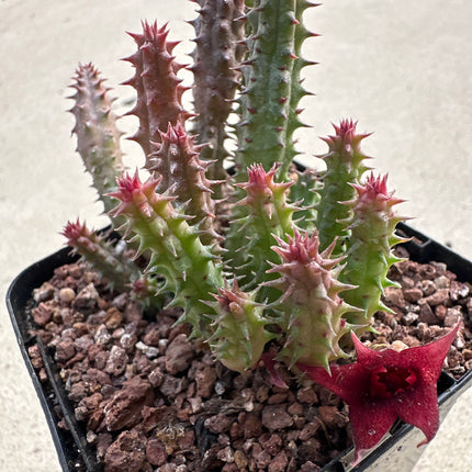 Huernia scheideriana | Ojo de Dragón