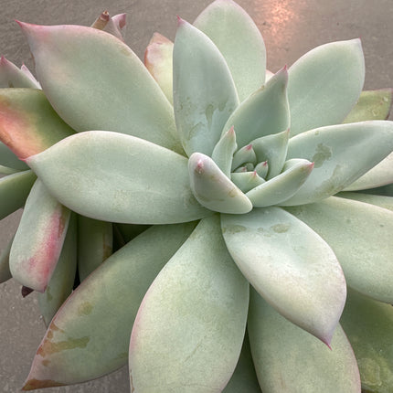 Echeveria colorata 'Mexican Giant' | La joya del tejado gigante