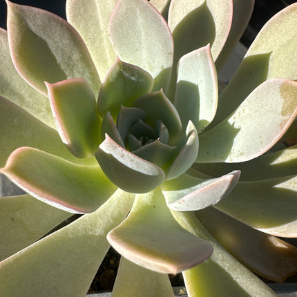 Echeveria subalpina | La roseta de las alturas