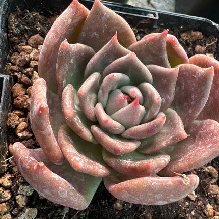 Echeveria 'Penelope'| La Dama de tonos bronce