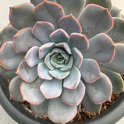 Echeveria runyonii