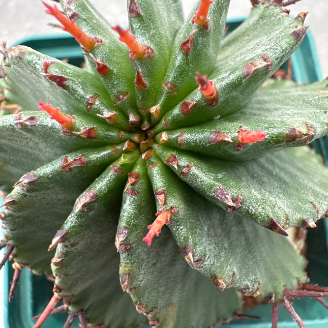 Euphorbia polygona | El barril espinoso del Cabo