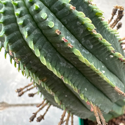 Euphorbia infausta | Euphorbia polyacantha
