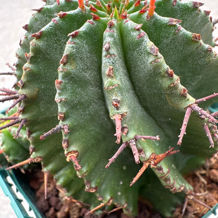 Euphorbia polygona | El barril espinoso del Cabo