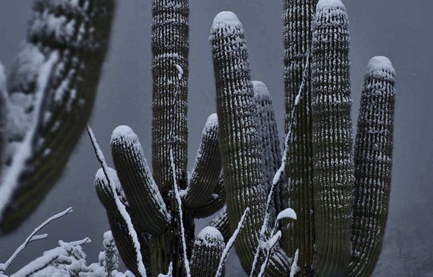 Banner image for: <h2><strong>Resistentes al frío</strong></h2>