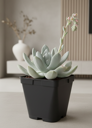 Dudleya pachyphytum "chalk immortelle"