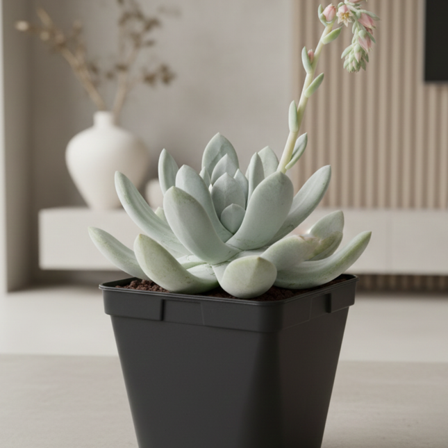 Dudleya pachyphytum