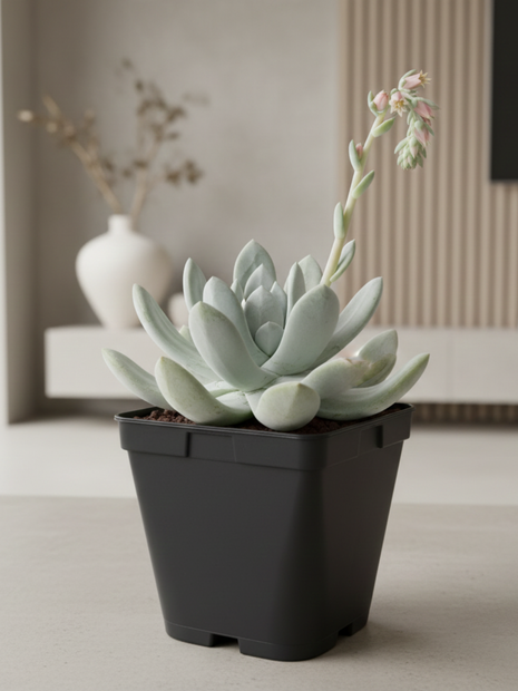 Dudleya pachyphytum