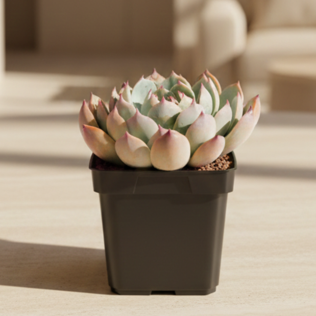 Echeveria chihuahuensis ‘Giant Form’