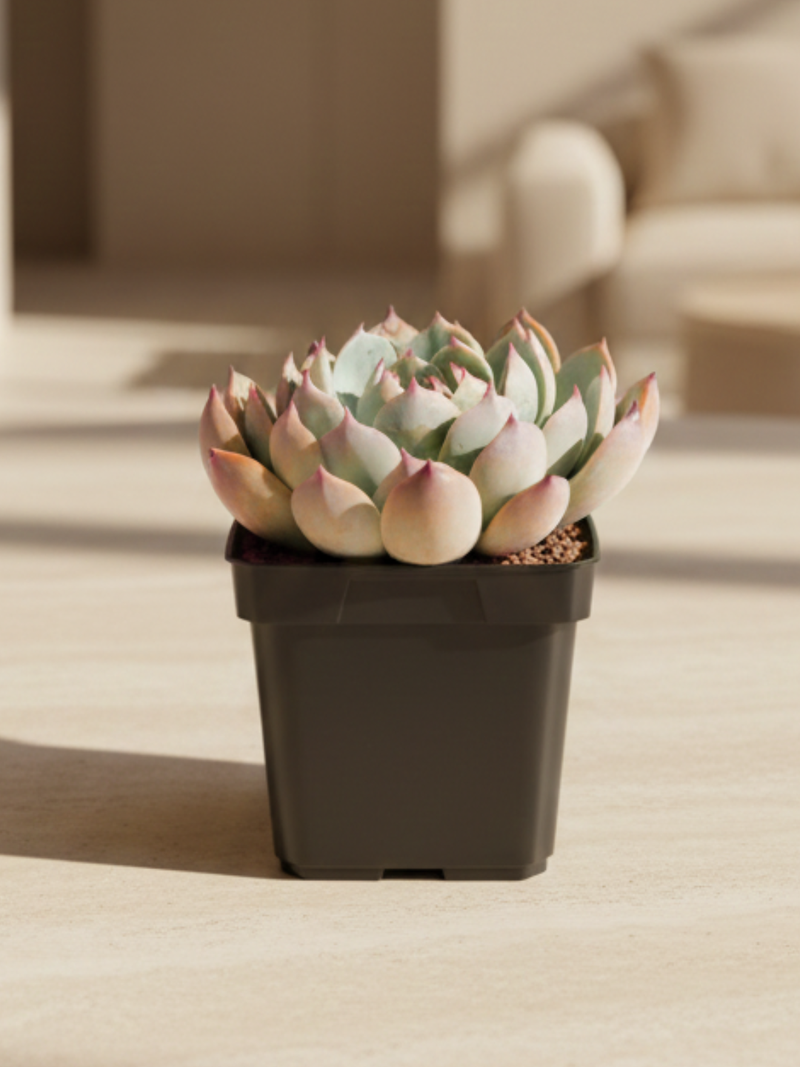 Echeveria chihuahuensis ‘Giant Form’