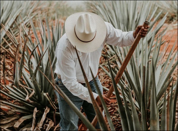 Banner image for: <h3>Plantas inusuales. Cuidadosamente seleccionadas. Cultivadas para miradas exigentes.</h3>