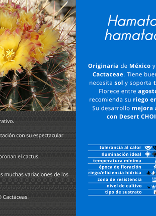 Hamatocactus hamatacanthus