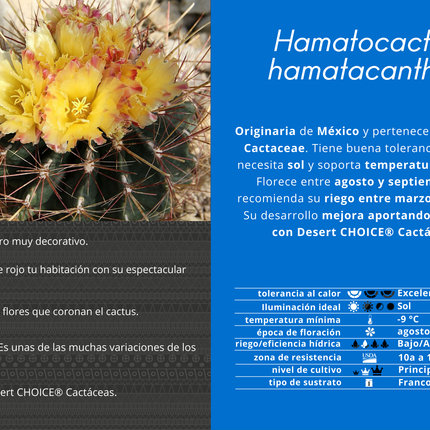 Hamatocactus hamatacanthus