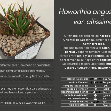 Haworthia angustifolia var. very high