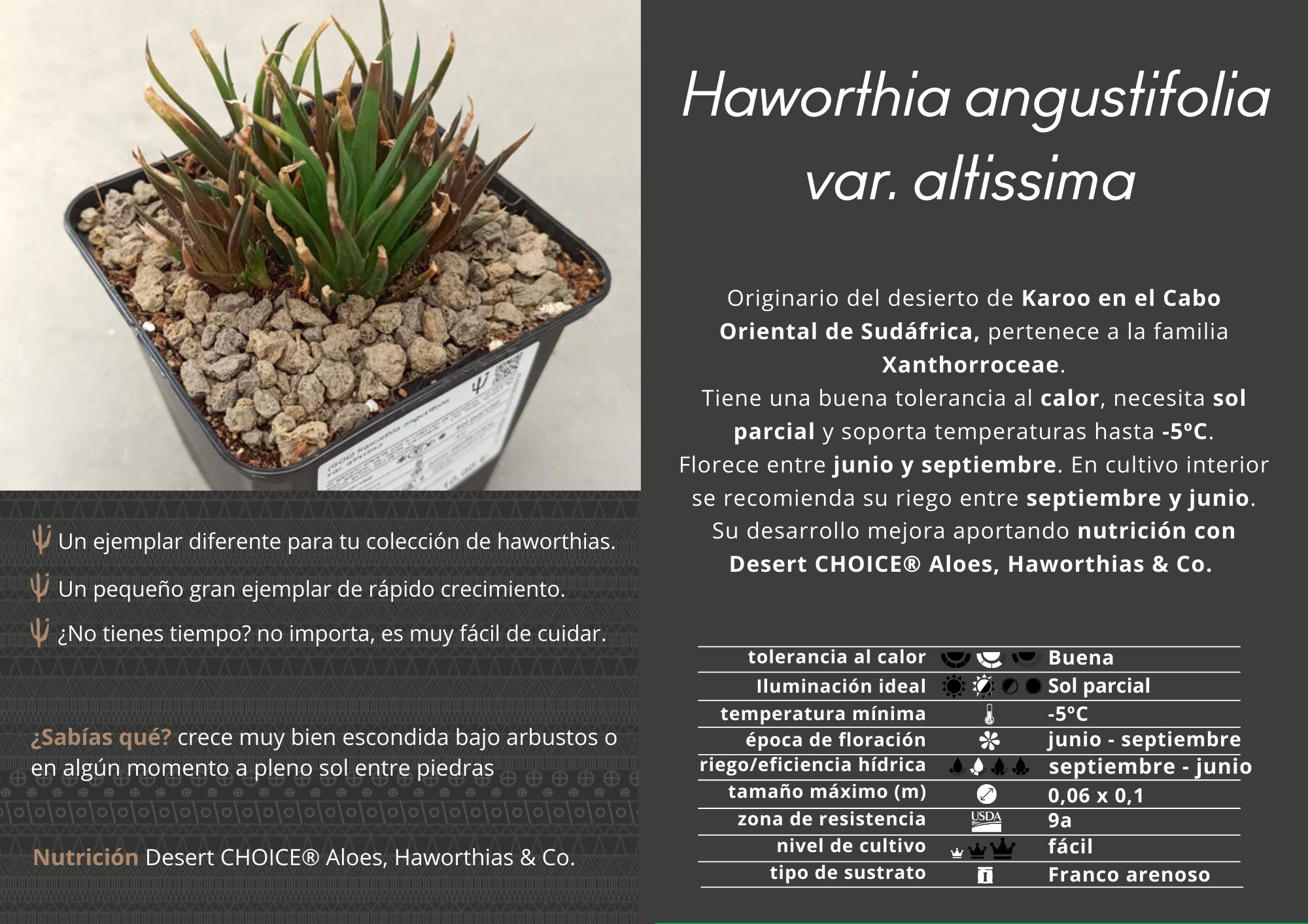 haworthia angustifolia var. altissima Haworthia angustifolia var. very high – DesertSTORE.es