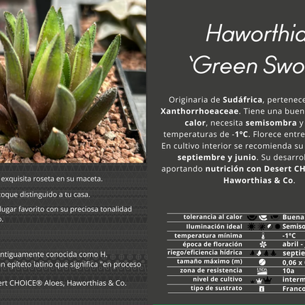 Haworthia „Grünes Schwert“