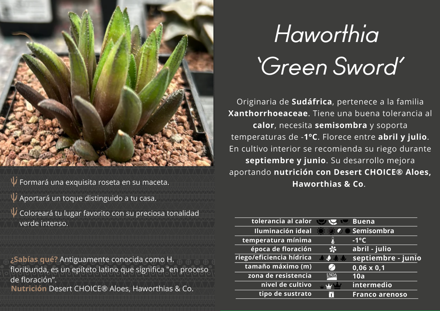 Haworthia 'Green Sword'