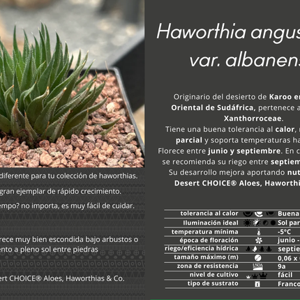 Haworthia angustifolia var. albanensis