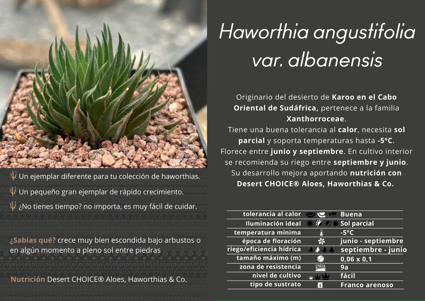 Haworthia angustifolia var. albanensis